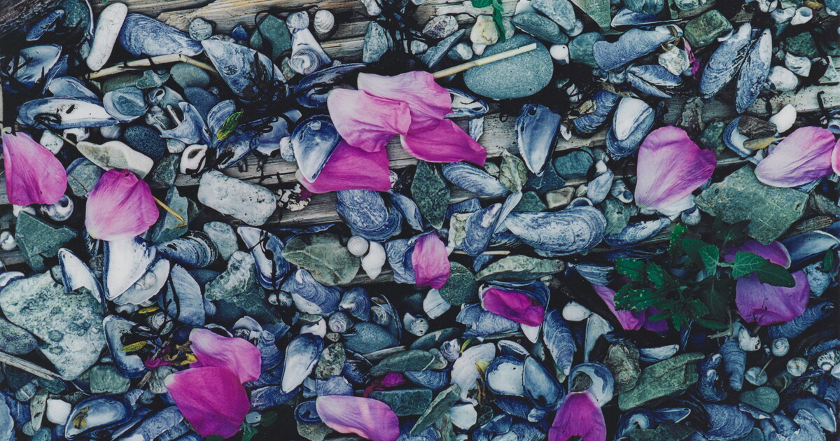 Rose Petals on Beach, Great Spruce Head Island, Maine, July 1, 1971 ...