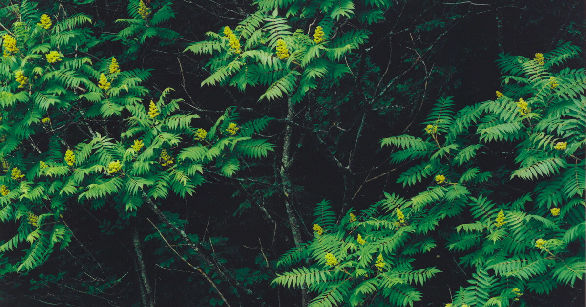 Poison Sumac, Rockport, Maine, July 13, 1983 Amon Carter Museum of