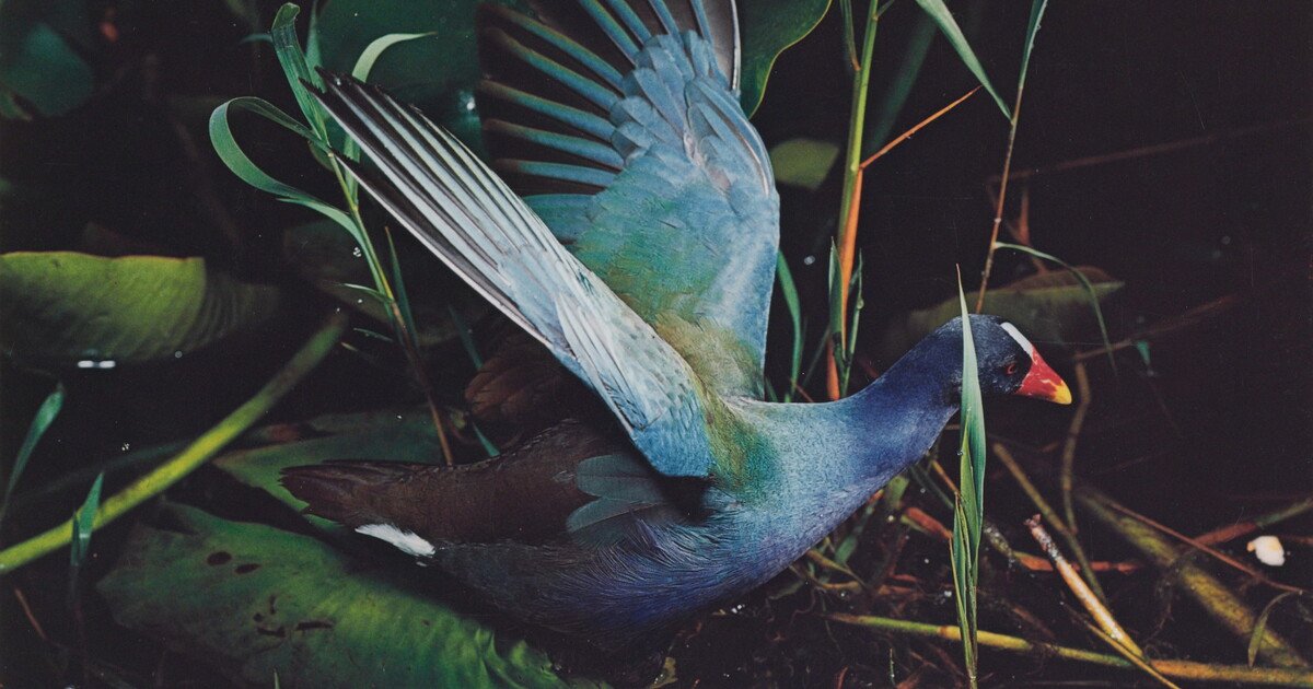 Eliot Porter's Birds | Amon Carter Museum of American Art