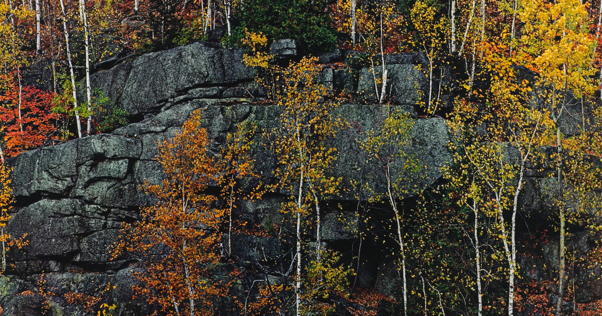 Birch Trees on Cliff, Near Keene Valley, Adirondack Park, New York