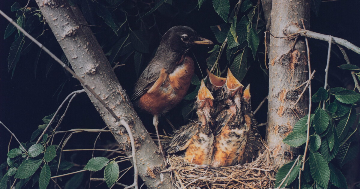 American Robin | Amon Carter Museum of American Art